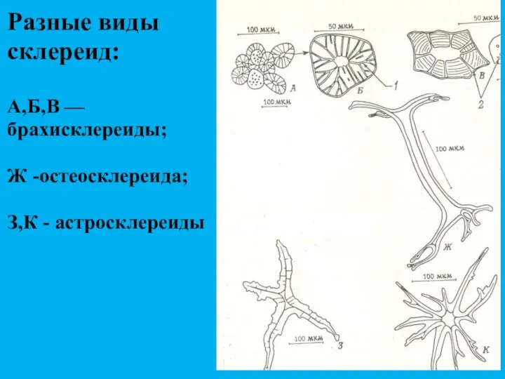 Разные виды склереид: А,Б,В — брахисклереиды; Ж -остеосклереида; З,К - астросклереиды
