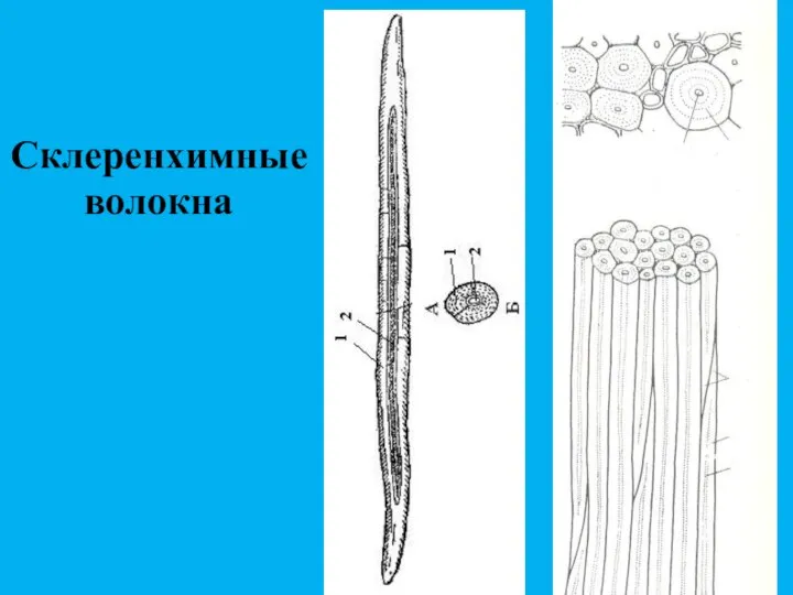 Склеренхимные волокна