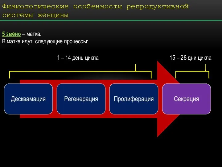 5 звено – матка. В матке идут следующие процессы: 1 – 14