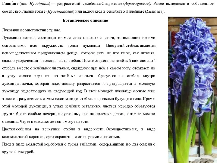 Гиаци́нт (лат. Hyacínthus) — род растений семейства Спаржевые (Asparagaceae). Ранее выделялся в