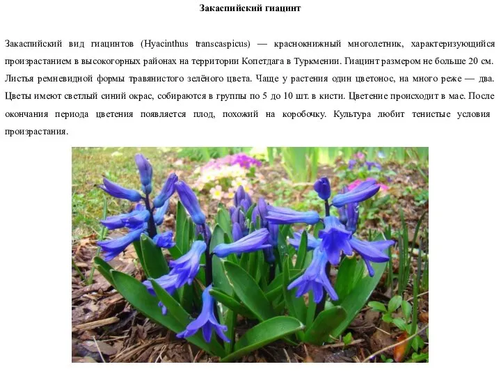 Закаспийский гиацинт Закаспийский вид гиацинтов (Hyacinthus transcaspicus) — краснокнижный многолетник, характеризующийся произрастанием