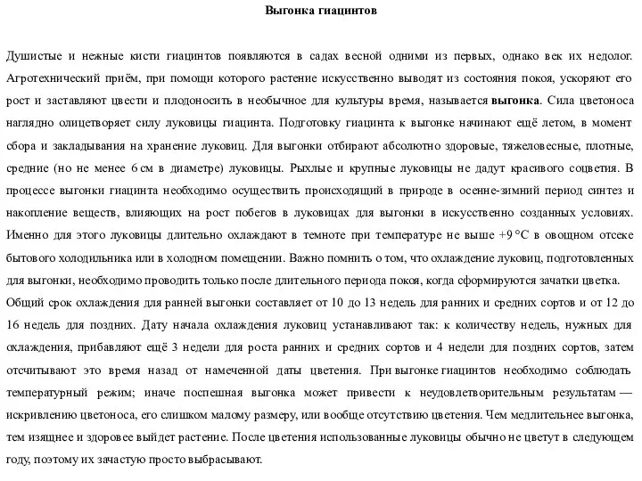 Выгонка гиацинтов Душистые и нежные кисти гиацинтов появляются в садах весной одними