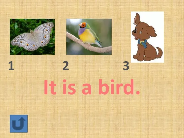1 2 3 It is a bird.