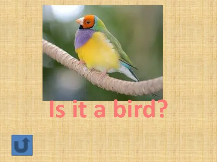 Is it a bird?