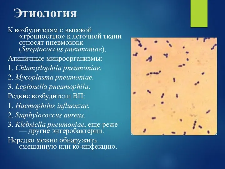 Этиология К возбудителям с высокой «тропностью» к легочной ткани относят пневмококк (Streptococcus