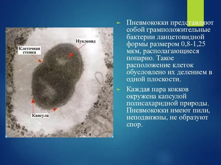 Пневмококки представляют собой грамположительные бактерии ланцетовидной формы размером 0,8-1,25 мкм, располагающиеся попарно.