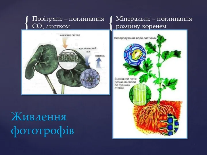 Повітряне – поглинання СО2 листком Мінеральне – поглинання розчину коренем Живлення фототрофів