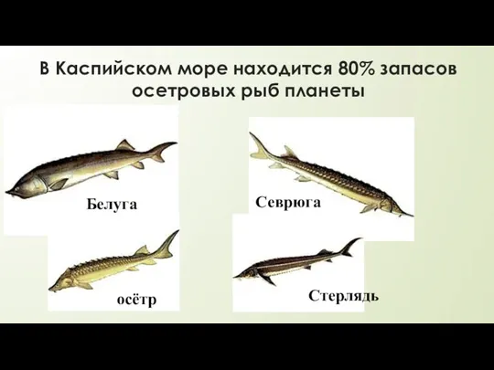 В Каспийском море находится 80% запасов осетровых рыб планеты Стерлядь осётр Севрюга Белуга