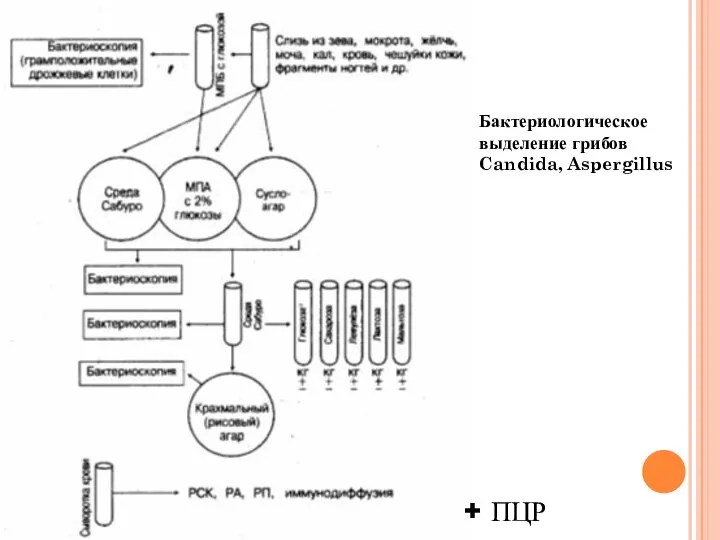 Бактериологическое выделение грибов Candida, Aspergillus + ПЦР