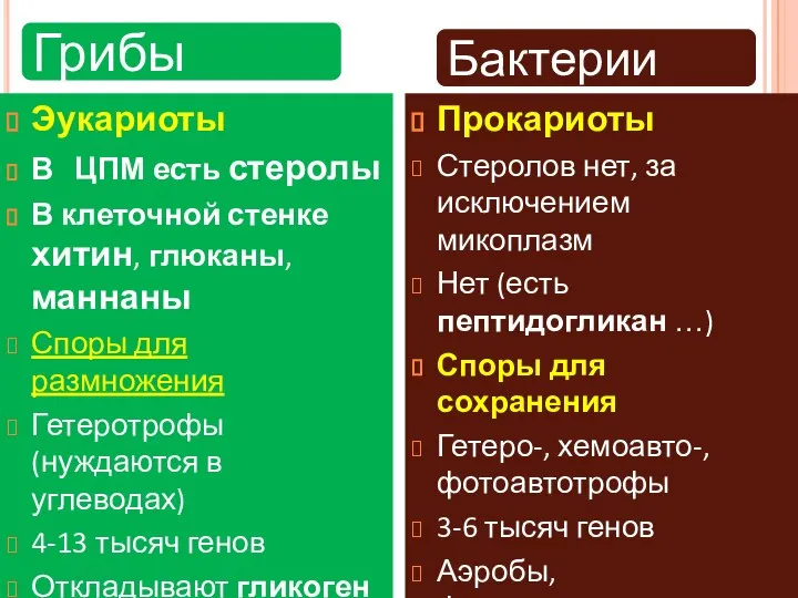 Грибы Эукариоты В ЦПМ есть стеролы В клеточной стенке хитин, глюканы, маннаны