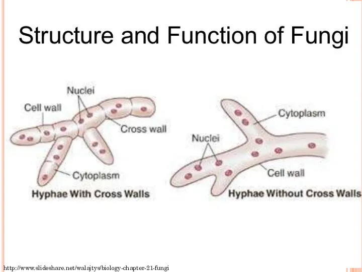 http://www.slideshare.net/walajtys/biology-chapter-21-fungi