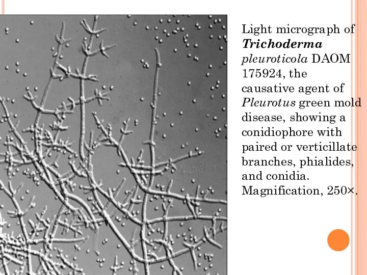 Light micrograph of Trichoderma pleuroticola DAOM 175924, the causative agent of Pleurotus