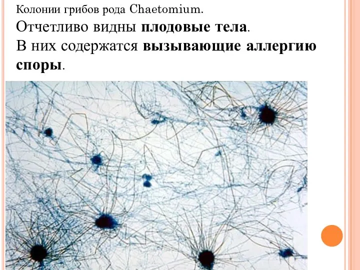 Колонии грибов рода Chaetomium. Отчетливо видны плодовые тела. В них содержатся вызывающие аллергию споры.