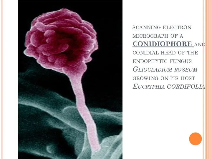 scanning electron micrograph of a conidiophore and conidial head of the endophytic