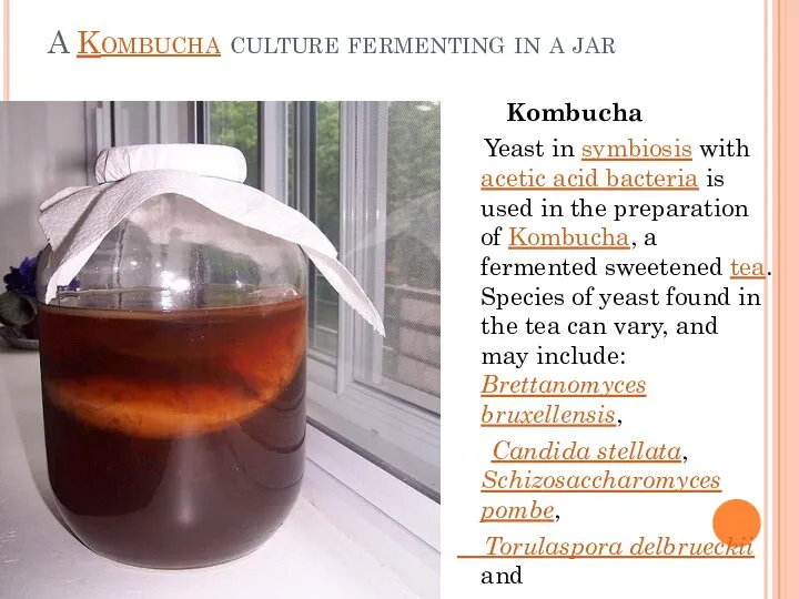 A Kombucha culture fermenting in a jar Kombucha Yeast in symbiosis with