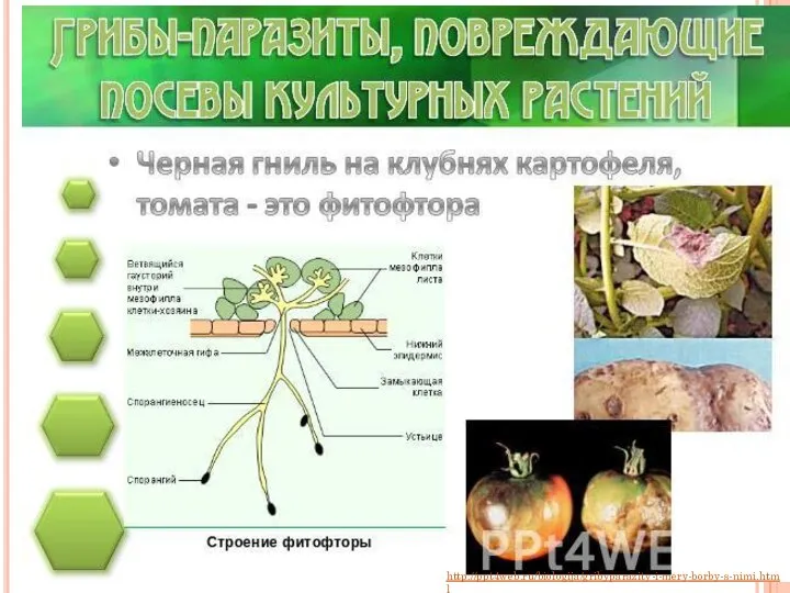 http://ppt4web.ru/biologija/gribyparazity-i-mery-borby-s-nimi.html