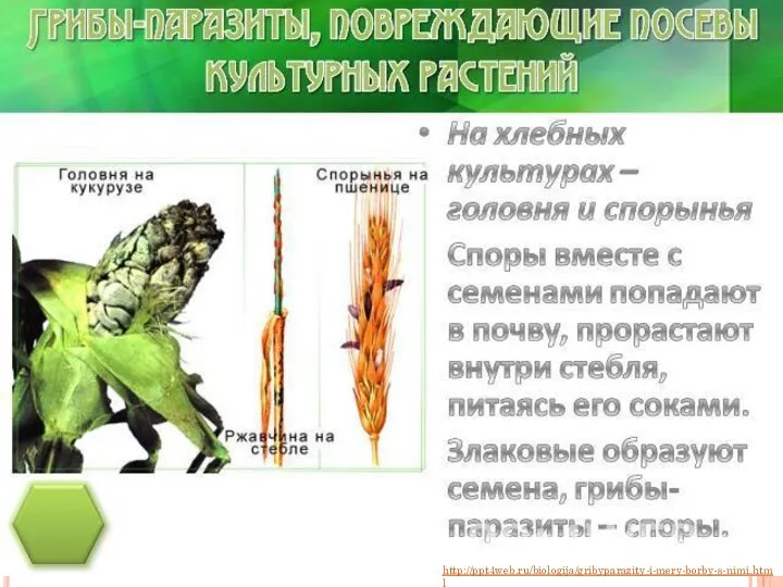 http://ppt4web.ru/biologija/gribyparazity-i-mery-borby-s-nimi.html