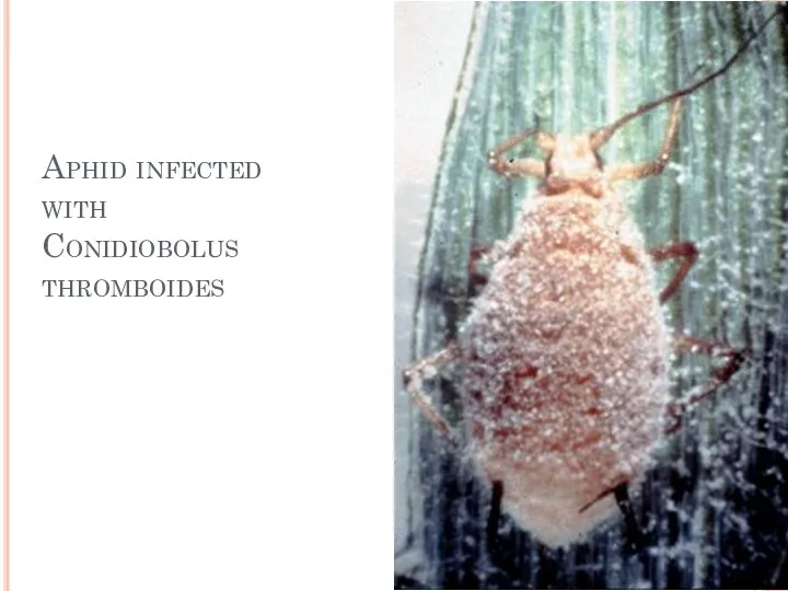 Aphid infected with Conidiobolus thromboides