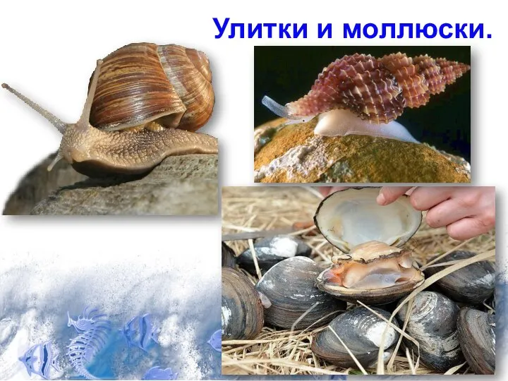 Улитки и моллюски.