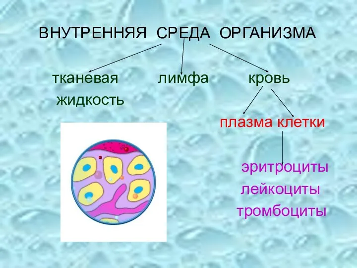 ВНУТРЕННЯЯ СРЕДА ОРГАНИЗМА тканевая лимфа кровь жидкость плазма клетки эритроциты лейкоциты тромбоциты