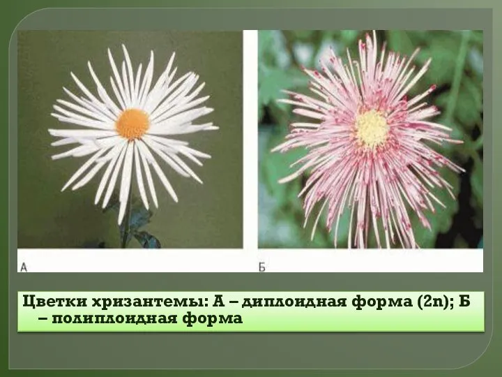 Цветки хризантемы: А – диплоидная форма (2n); Б – полиплоидная форма