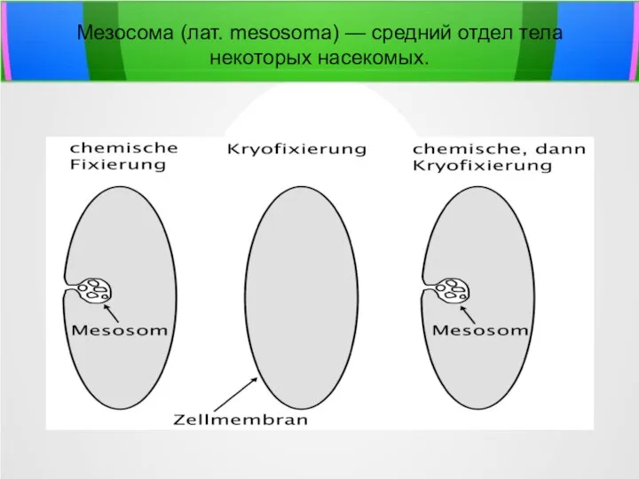 Мезосома (лат. mesosoma) — средний отдел тела некоторых насекомых.