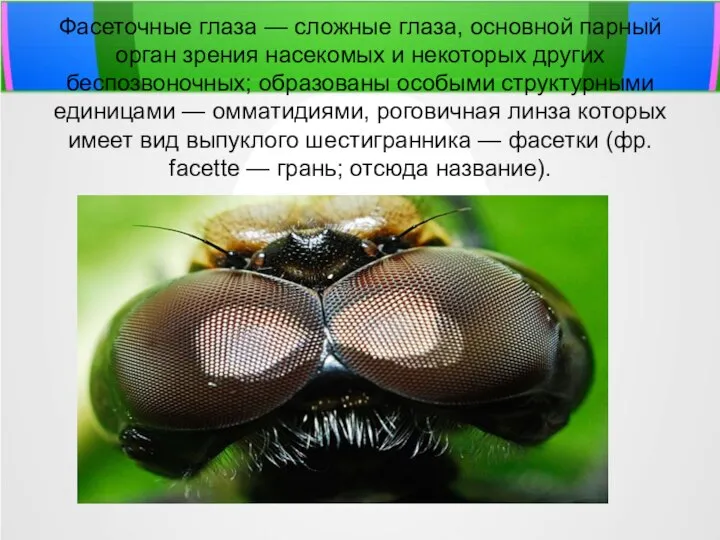 Фасеточные глаза — сложные глаза, основной парный орган зрения насекомых и некоторых