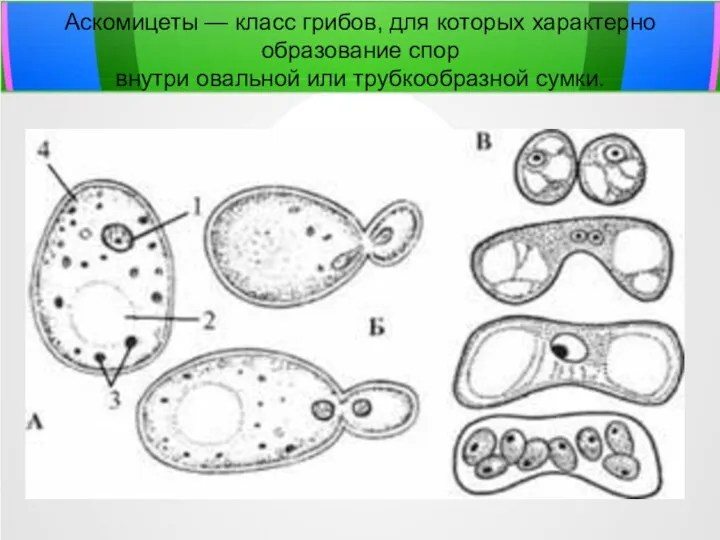 Аскомицеты — класс грибов, для которых характерно образование спор внутри овальной или трубкообразной сумки.