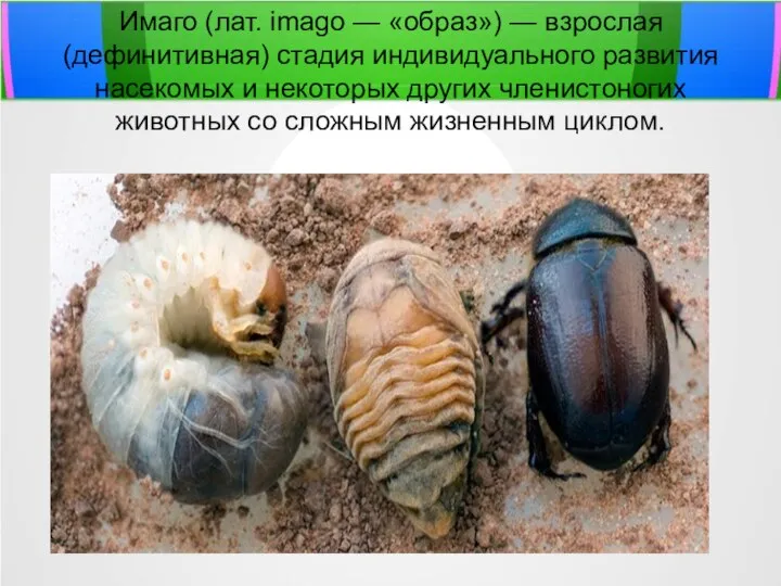 Имаго (лат. imago — «образ») — взрослая (дефинитивная) стадия индивидуального развития насекомых