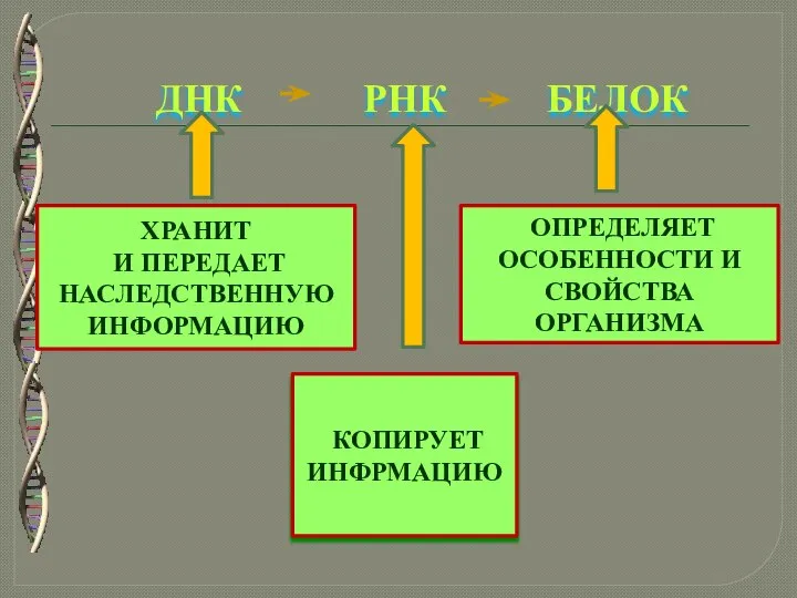 ДНК РНК БЕЛОК ХРАНИТ И ПЕРЕДАЕТ НАСЛЕДСТВЕННУЮ ИНФОРМАЦИЮ ОПРЕДЕЛЯЕТ ОСОБЕННОСТИ И СВОЙСТВА ОРГАНИЗМА КОПИРУЕТ ИНФРМАЦИЮ