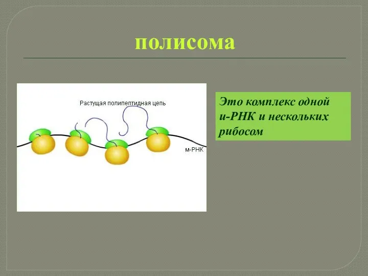 полисома Это комплекс одной и-РНК и нескольких рибосом
