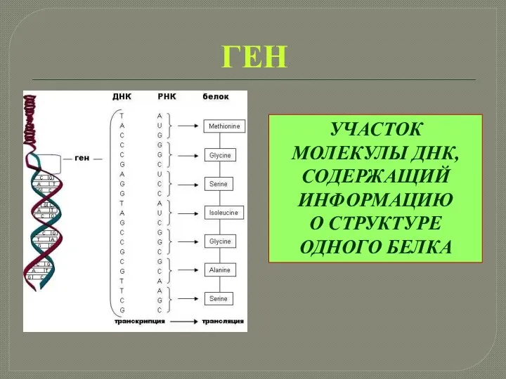 ГЕН УЧАСТОК МОЛЕКУЛЫ ДНК, СОДЕРЖАЩИЙ ИНФОРМАЦИЮ О СТРУКТУРЕ ОДНОГО БЕЛКА