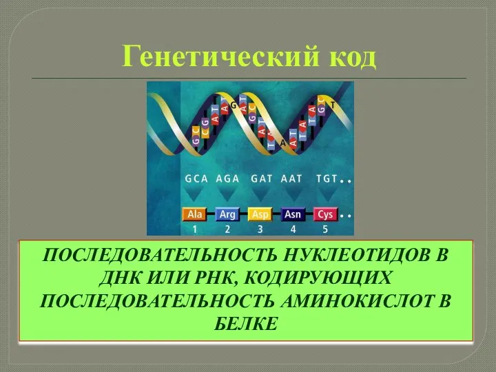 Генетический код ПОСЛЕДОВАТЕЛЬНОСТЬ НУКЛЕОТИДОВ В ДНК ИЛИ РНК, КОДИРУЮЩИХ ПОСЛЕДОВАТЕЛЬНОСТЬ АМИНОКИСЛОТ В БЕЛКЕ