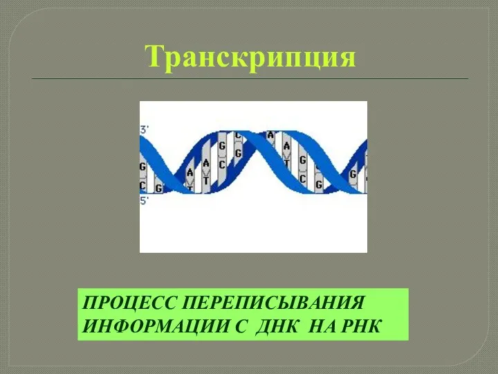 Транскрипция ПРОЦЕСС ПЕРЕПИСЫВАНИЯ ИНФОРМАЦИИ С ДНК НА РНК