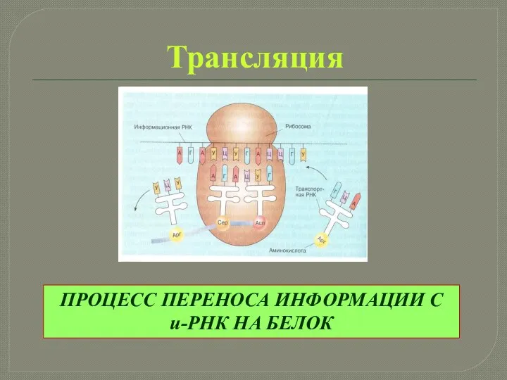 Трансляция ПРОЦЕСС ПЕРЕНОСА ИНФОРМАЦИИ С и-РНК НА БЕЛОК