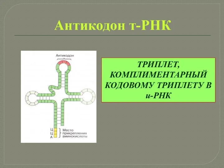 Антикодон т-РНК ТРИПЛЕТ, КОМПЛИМЕНТАРНЫЙ КОДОВОМУ ТРИПЛЕТУ В и-РНК