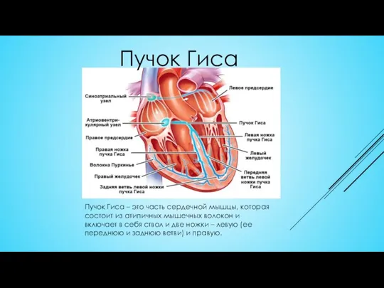 Пучок Гиса Пучок Гиса – это часть сердечной мышцы, которая состоит из