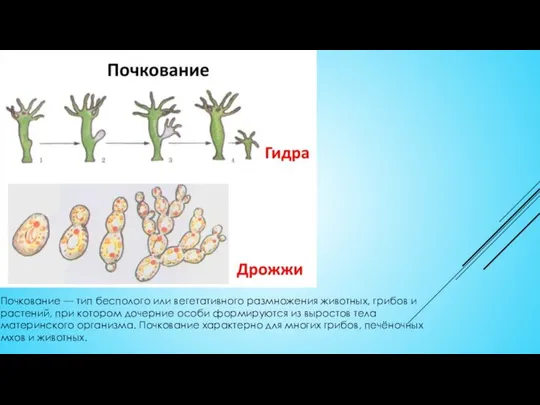 Почкование — тип бесполого или вегетативного размножения животных, грибов и растений, при