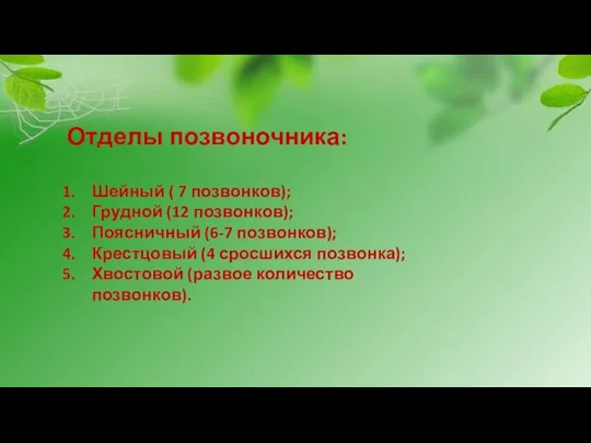 Отделы позвоночника: Шейный ( 7 позвонков); Грудной (12 позвонков); Поясничный (6-7 позвонков);