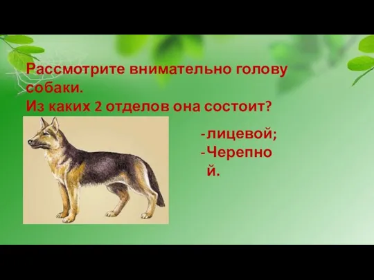 Рассмотрите внимательно голову собаки. Из каких 2 отделов она состоит? лицевой; Черепной.