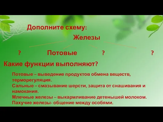 Дополните схему: Железы ? Потовые ? ? Какие функции выполняют? Потовые –