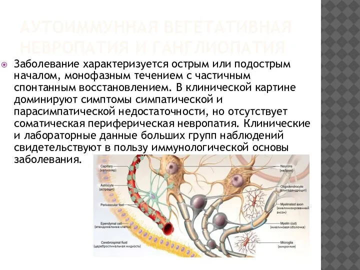 АУТОИММУННАЯ ВЕГЕТАТИВНАЯ НЕВРОПАТИЯ И ГАНГЛИОПАТИЯ Заболевание характеризуется острым или подострым началом, монофазным