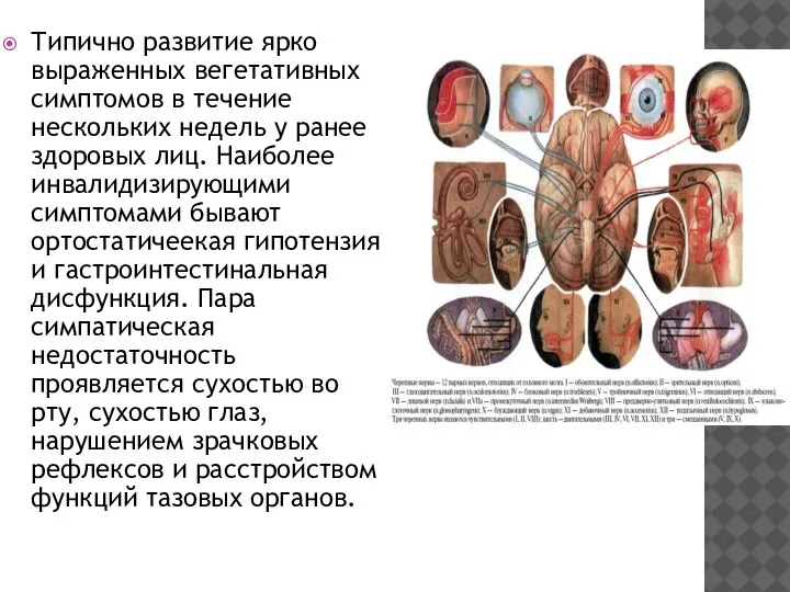 Типично развитие ярко выраженных вегетативных симптомов в течение нескольких недель у ранее