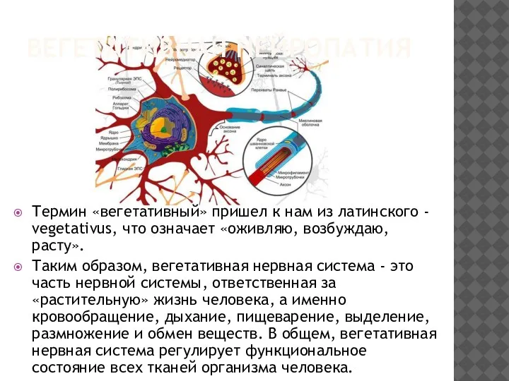 ВЕГЕТАТИВНАЯ НЕЙРОПАТИЯ Термин «вегетативный» пришел к нам из латинского - vegetativus, что