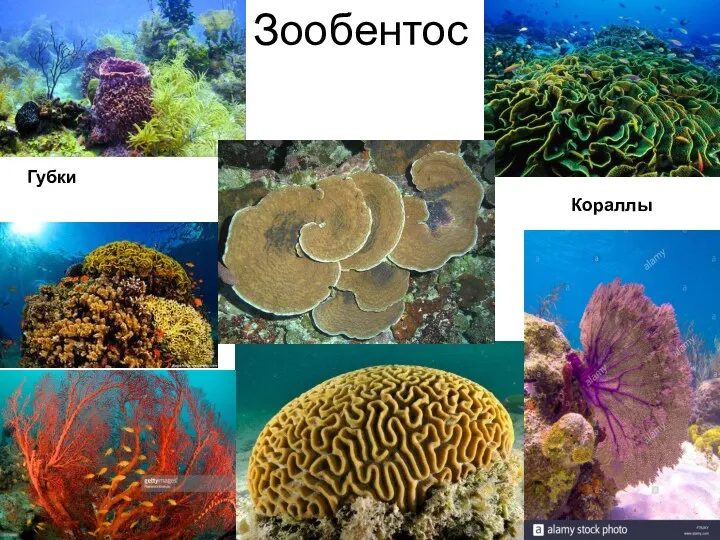Зообентос Губки Кораллы