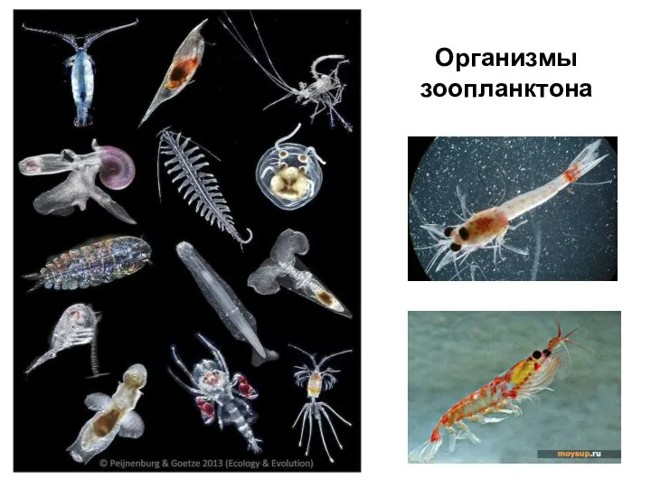 Организмы зоопланктона