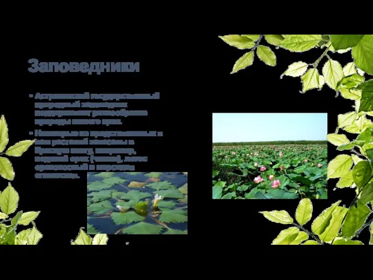 Заповедники Астраханский государственный природный заповедник поддерживает разнообразие природы нашего края. Некоторые из