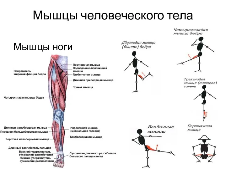 Мышцы человеческого тела Мышцы ноги