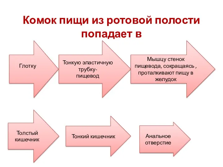 Комок пищи из ротовой полости попадает в Глотку Тонкую эластичную трубку- пищевод