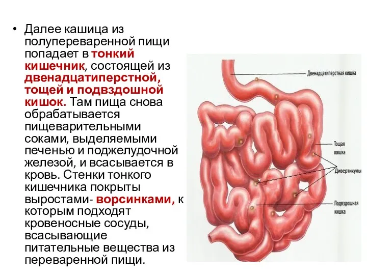 Далее кашица из полупереваренной пищи попадает в тонкий кишечник, состоящей из двенадцатиперстной,